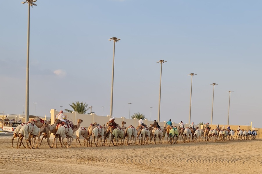 Camel Racing Track